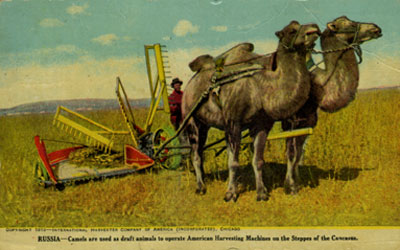 1910 postcard of camels being used to farm in Russia