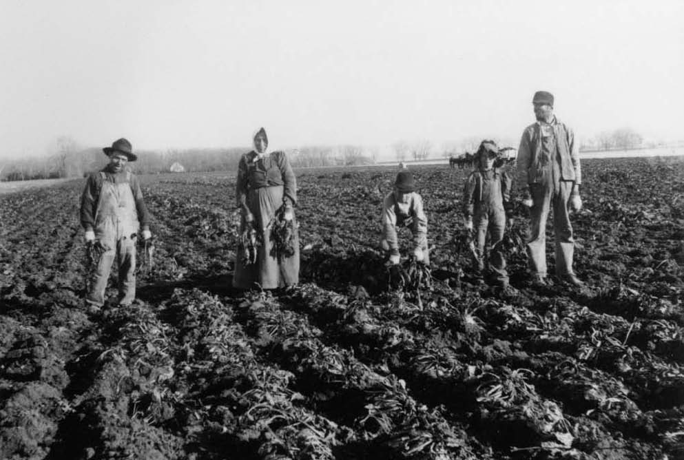 Volga German family harvesting sugar beets near Fort Collins. Source: Fort Collins Public Library.